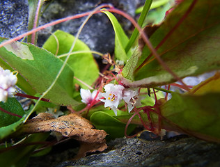 Cuscuta epithymum