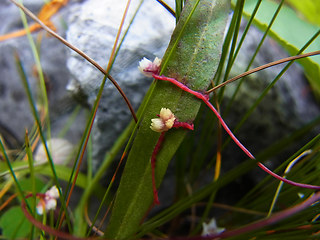 Cuscuta epithymum