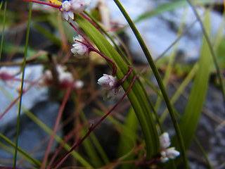 Cuscuta epithymum