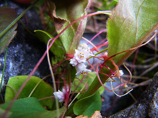 Cuscuta epithymum