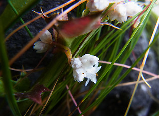 Cuscuta epithymum