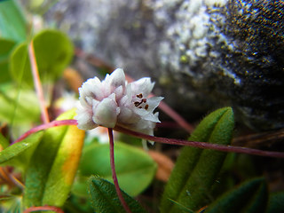 Cuscuta epithymum