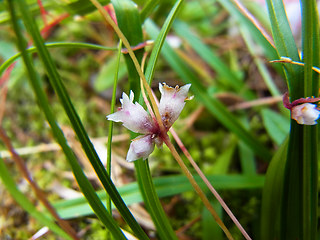 Cuscuta epithymum