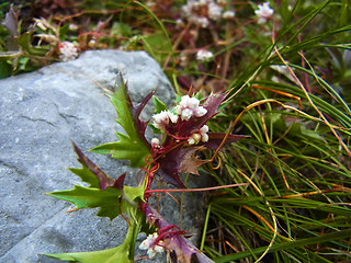 Cuscuta epithymum