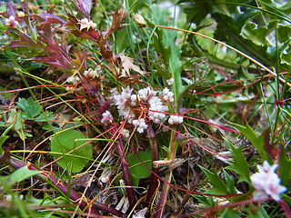 Cuscuta epithymum