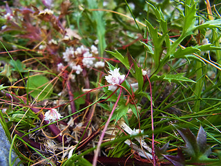 Cuscuta epithymum