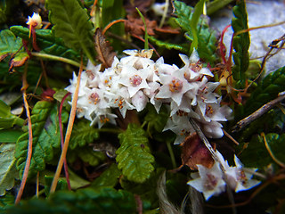 Cuscuta epithymum