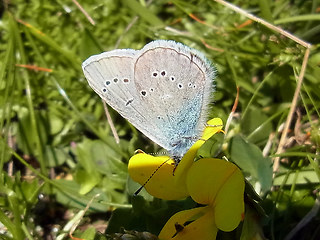 Cyaniris semiargus
