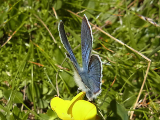 Cyaniris semiargus