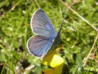 Cyaniris semiargus