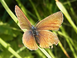 Cyaniris semiargus