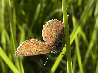 Cyaniris semiargus