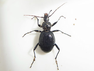 Cychrus caraboides