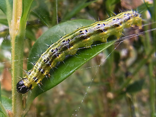 Cydalima perspectalis