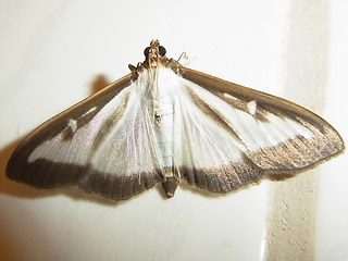 Cydalima perspectalis