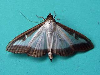 Cydalima perspectalis