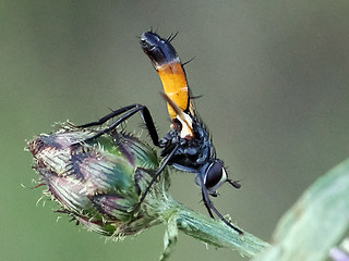 Cylindromyia brassicaria