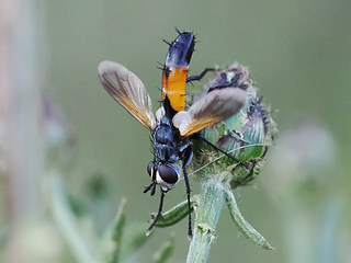 Cylindromyia brassicaria