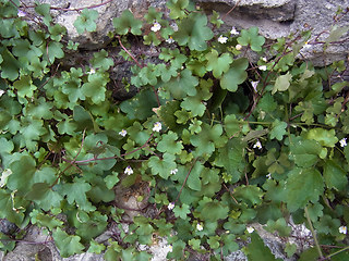 Cymbalaria muralis