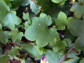 Cymbalaria muralis