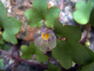 Cymbalaria muralis