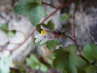 Cymbalaria muralis