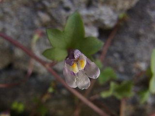 Cymbalaria muralis