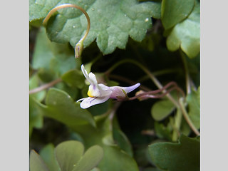 Cymbalaria muralis