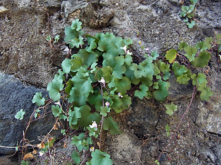 Cymbalaria muralis