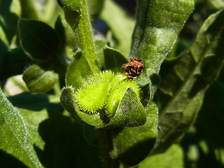 Cynoglossum officinale