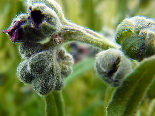 Cynoglossum officinale