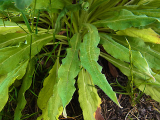 Cynoglossum officinale