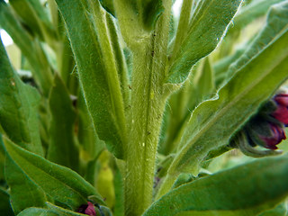 Cynoglossum officinale