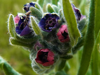 Cynoglossum officinale