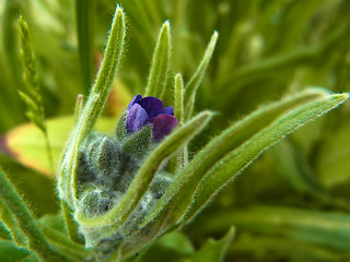 Cynoglossum officinale