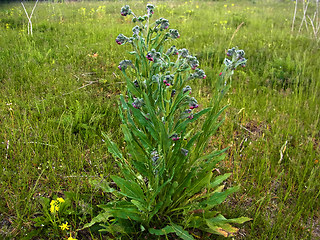 Cynoglossum officinale
