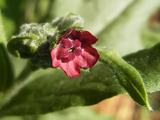 Cynoglossum officinale