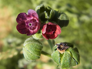 Cynoglossum officinale