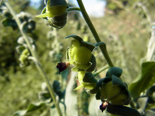 Cynoglossum officinale