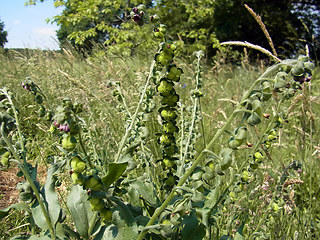 Cynoglossum officinale