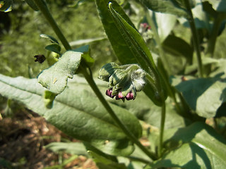 Cynoglossum officinale