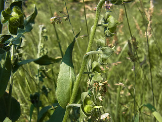 Cynoglossum officinale