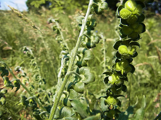 Cynoglossum officinale