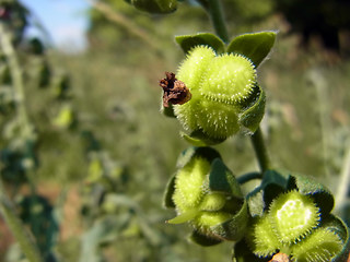 Cynoglossum officinale