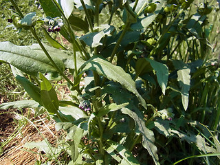 Cynoglossum officinale