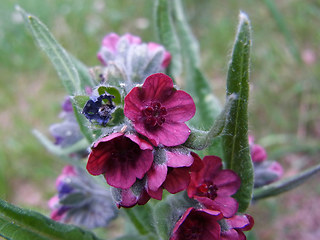 Cynoglossum officinale