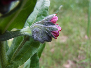 Cynoglossum officinale