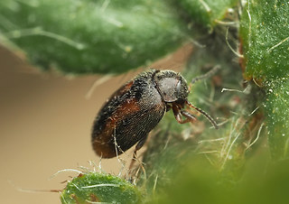 Cyphon padi