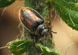 Cyphon padi