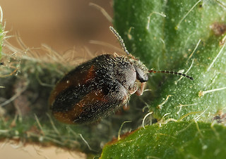 Cyphon padi